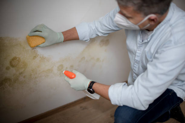 Why You Should Choose Our Mold Remediation Services in Brightwood, VA